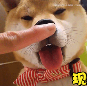 柴犬被按鼻子认错表情包