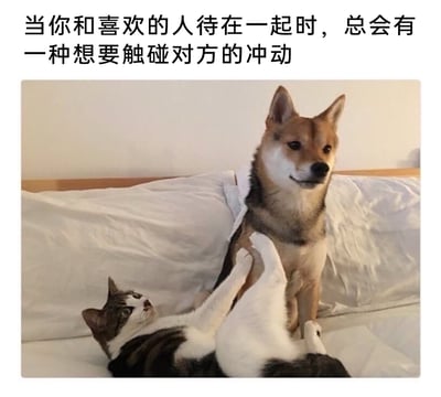 这是一张趣味图文梗图，上方配有文字“当你和喜欢的人待在一起时，总会有一种想要触碰对方的冲动”。画面中，一只花色猫咪仰躺在铺有白色床品的沙发上，两只前爪搭在旁边端坐的柴犬胸口，仰头看向柴犬，神态亲昵；柴犬则表情平静地坐着，整体场景生动呼应了配文内容，用宠物间的互动来具象化和喜欢的人相处时想要亲近的心情，治愈又充满趣味。