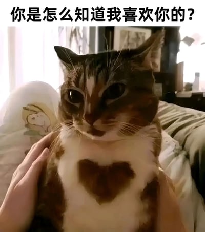 图片中是一只虎斑猫，它的胸口有一个天然形成的爱心形状花纹。猫咪正被人类用双手轻轻抚摸，表情看起来有些疑惑和认真。图片上方配有文字“你是怎么知道我喜欢你的？”，形成了一种拟人化的幽默效果，仿佛猫咪在对抚摸它的人说话。