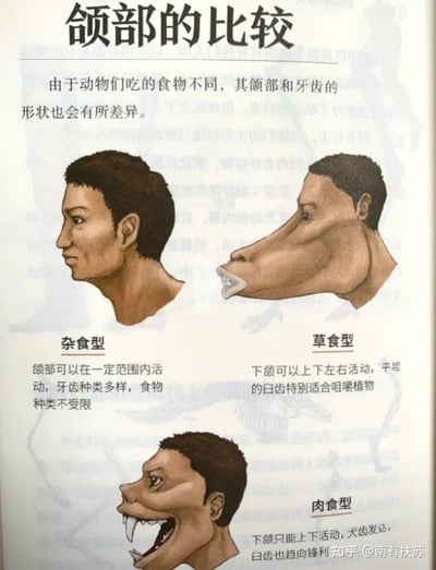 这是一张拟人化改编的科普图，将人类头部与不同食性动物的颌部特征结合，直观展示三类动物的颌部差异：
1. 杂食型：采用正常人类颌部，说明其颌部可在一定范围内活动，牙齿种类多样，食物选择不受限制；
2. 草食型：搭配草食动物的长颌部，标注说明这类动物下颌可上下左右活动，平坦的臼齿适合咀嚼植物；
3. 肉食型：搭配突出的肉食动物颌部，犬齿锋利突出，标注说明这类动物下颌只能上下活动，臼齿也趋向锋利。
图片通过夸张的拟人合成方式，让科普内容更生动直观，没有双关、谐音梗等内容。