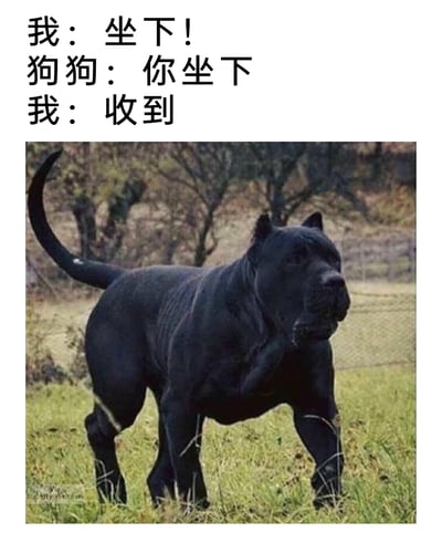 这是一张充满反差感的搞笑梗图，图上方配有三段模拟主人与狗狗的对话：主人先命令狗狗“坐下！”，气场强大的狗狗反过来命令主人“你坐下”，最后主人妥协回应“收到”。图下方是一只肌肉极其发达的黑色猛犬，它神态严肃，抬起一只前爪放在下巴处，姿态强势十足，仿佛真的是它在对主人发号施令。通过这种角色反转的设定，利用狗狗的强大气场和主人的妥协形成反差，制造出幽默搞笑的效果，让人忍俊不禁。