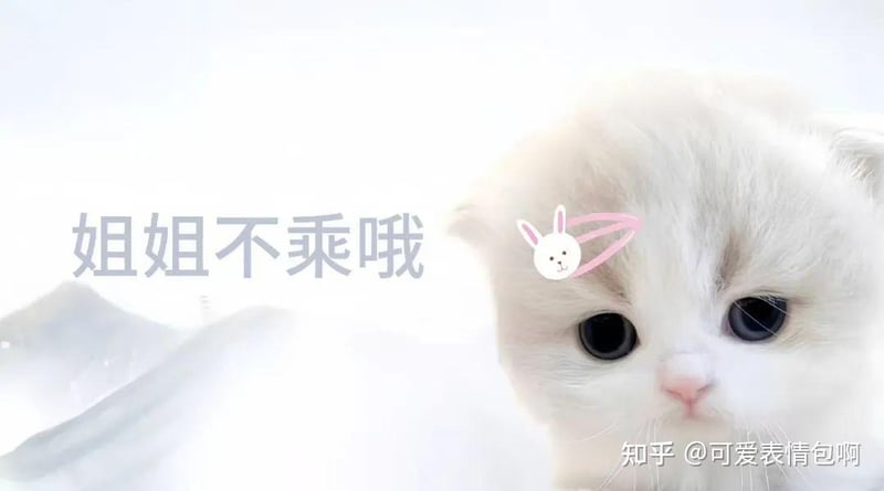 猫咪版姐姐不乖哦表情包