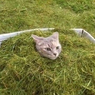 一只灰白相间的猫咪从装满青草的容器中探出脑袋，眼睛睁大，表情平静而好奇地注视着前方。猫咪的身体完全隐藏在草丛中，只露出头部和耳朵，形成一种有趣的视觉效果。背景是一片绿色的草地，整体画面给人一种自然、轻松的感觉。