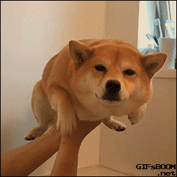 被托举的柴犬表情变化动态图
