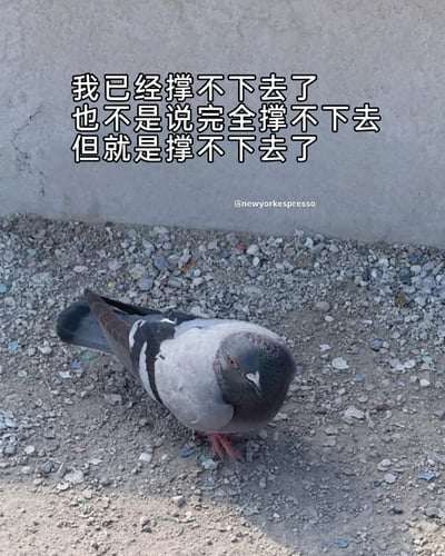 这是一张经过二次创作的表情包图片，主体是一只实拍的鸽子，它缩着身体站在碎石地面上，蔫头耷脑，眼神黯淡疲惫，姿态十分萎靡。图片上方配有三段递进式的中文文字：“我已经撑不下去了 也不是说完全撑不下去 但就是撑不下去了”，精准地传递出那种处于精神内耗中，明明还没到绝境却身心俱疲、不想坚持的情绪，将鸽子的萎靡姿态与当代人的疲惫心境完美结合，成为表达负面情绪、精神内耗的热门素材。
