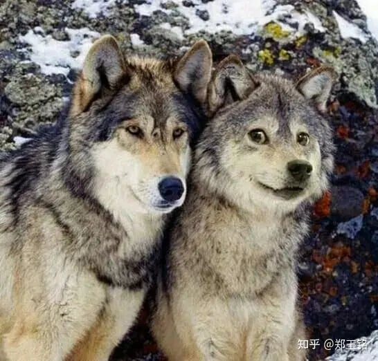 Doge