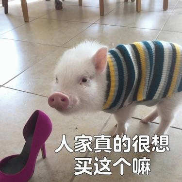 穿毛衣的小猪盯着高跟鞋：人家真的很想买这个嘛