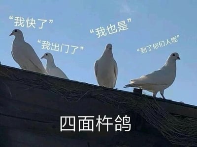 这是一张文字加注的静态梗图，画面主体是四只白色鸽子站立在深色的屋顶边缘，背景是澄澈的浅蓝色天空。图中为每只鸽子添加了模拟人类赴约场景的对话文字：从左至右，第一只鸽子旁标注“我快了”，第二只鸽子旁标注“我出门了”，第三只鸽子旁标注“我也是”，最右侧的鸽子旁标注“到了你们人呢”；图片底部配有醒目的文字“四面杵鸽”，这是对成语“四面楚歌”的谐音改编，用“鸽”对应网络流行语中“放鸽子（爽约）”的含义，将原本形容孤立无援的成语，转化为调侃一个人赴约后，其余约定好的人全部爽约，自己孤身一人的尴尬、无奈又充满趣味的场景，用鸽子的形象直观呼应“放鸽子”的行为，是典型的利用谐音梗创作的网络趣味内容。