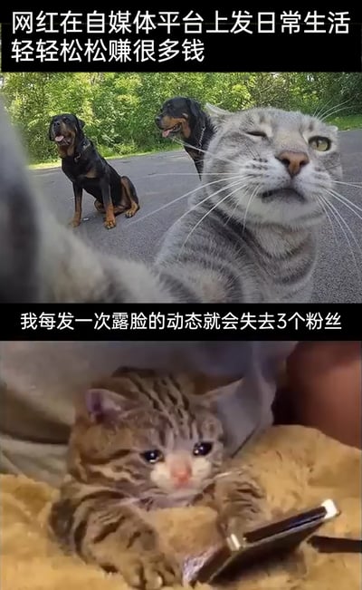 这是一张上下对比的搞笑梗图，上图展示一只灰猫摆出类似人类自拍的姿势，背景有两只吐着舌头的罗威纳犬，配文“网红在自媒体平台上发日常生活 轻轻松松赚很多钱”，表现出自媒体网红仅靠日常内容就能轻松获利的光鲜状态；下图是一只委屈的小猫趴在垫子上，双爪放在手机旁，眼神黯淡地看着手机，配文“我每发一次露脸的动态就会失去3个粉丝”，以拟人化的方式吐槽普通用户在自媒体平台创作时的惨淡处境。整张图通过网红与普通创作者的强烈反差制造搞笑效果，精准戳中普通自媒体创作者的困境，引发共鸣。