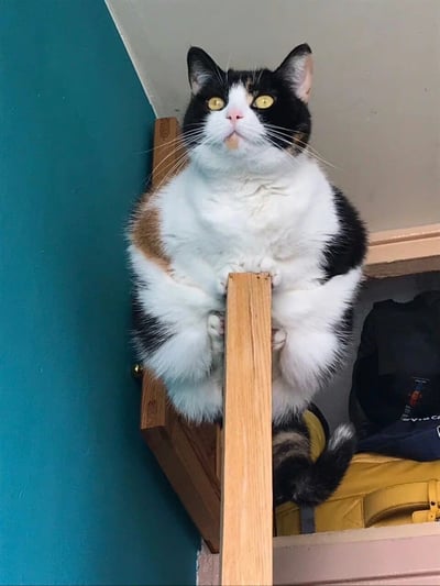 一只黑白棕三色的猫咪蹲坐在木质书架的扶手上，前爪紧紧抓住垂直的木柱，身体微微前倾，仰着脑袋，圆溜溜的黄色眼睛直视上方，表情呆萌又好奇。猫咪毛发蓬松，腹部和爪子的白色毛发尤为显眼，黑色和棕色的斑块分布在头部和背部。背景是一面蓝绿色的墙壁，书架下方隐约可见深色的包和黄色物品，整体画面温馨可爱，展现了猫咪日常调皮又治愈的瞬间。