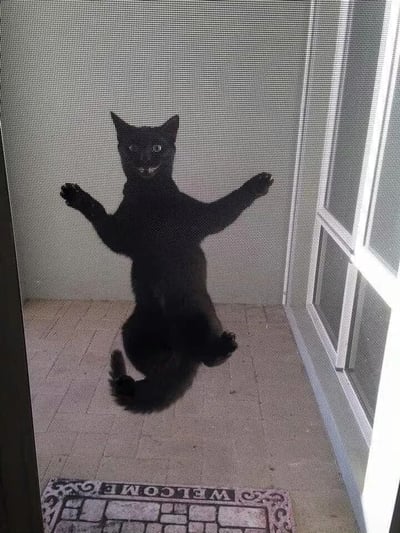 一只纯黑色的猫咪正站在门口的瓷砖地面上，以一种非常拟人化的姿势站立——后腿支撑身体，两只前爪向前伸出，仿佛在做欢迎手势或跳舞。猫咪的表情看起来有些搞怪，眼睛睁大，嘴巴微张。它的身后是白色的墙壁和纱窗门，脚下有一块印有"WELCOME"字样的门垫，整体画面充满趣味性和喜感。