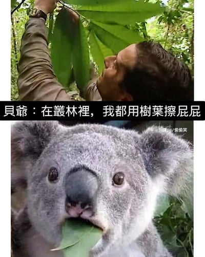 这是一张上下拼接的搞笑梗图，上半部分是真人秀《荒野求生》里的贝爷（贝尔·格里尔斯）在丛林中拿起树叶，配文表示自己在丛林里用树叶擦屁股；下半部分是一只正咬着树叶的考拉，表情懵懂。

笑点在于：观众会联想到贝爷用来擦屁股的树叶正是考拉的食物，形成错位反差，让考拉的处境变得尴尬又滑稽。