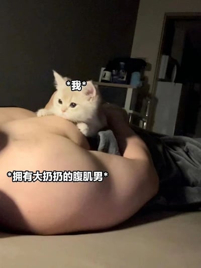 这是一张充满趣味的生活梗图，画面中一只浅色的呆萌小猫趴在一位裸露上半身、有着明显肚腩的人的肚子上，小猫的前爪搭在人的肚子上，神态安静。图中用玩梗的文字进行标注，将小猫标注为“*我*”，将肚腩的主人标注为“*拥有大扔扔的腹肌男*”，其中“大扔扔”是“大肚腩”的谐音，用反讽的方式制造反差搞笑效果，既表达了对有腹肌男性的喜爱，又用现实里的肚腩形成趣味反差，十分诙谐。