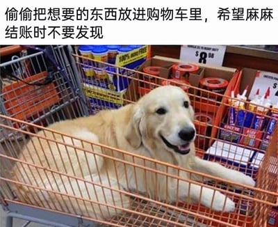 这是一张充满趣味的宠物梗图，画面主体是一只金毛犬，它惬意地躺在超市的购物篮中，前爪搭在篮筐边缘，嘴角上扬露出开心的笑容，神态十分放松。图片上方配有拟人化的文字：“偷偷把想要的东西放进购物车里，希望麻麻结账时不要发现”，将金毛犬拟人化，仿佛它是自己“钻进”购物篮，想要被主人像商品一样“买”回家，用温馨又搞笑的方式展现出宠物想要被主人陪伴、宠爱的可爱心态，很容易引发宠物爱好者的共鸣。