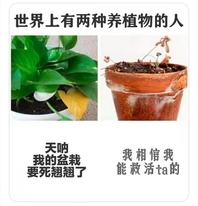 这是一张左右对比图，上方配有标题“世界上有两种养植物的人”。左侧图片展示一盆绿萝，叶片大部分翠绿茂盛，但有一片叶子发黄，下方文字为“天呐我的盆栽要死翘翘了”，体现出对植物状态过度担忧的心态；右侧图片是一个破旧的陶土花盆，里面的植物已经枯萎，仅剩几根干枯的枝条，下方文字为“我相信我能救活ta的”，展现出面对濒死植物仍抱有乐观拯救心态的反差。整体通过夸张对比幽默呈现养植物人群的不同心态。