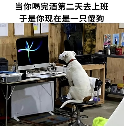 一只白色的狗坐在办公椅上，正专注地盯着电脑屏幕。图片上方配有文字'当你喝完酒第二天去上班 于是你现在是一只傻狗'，用拟人化的方式幽默地表达了宿醉后上班时的状态。
