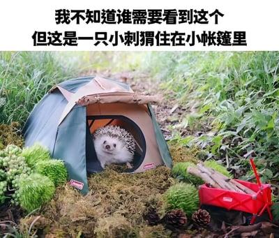 一只可爱的小刺猬从迷你帐篷中探出头来，周围有绿色植物、松果和红色小推车，营造出温馨的微型露营场景。图片上方配有文字：'我不知道谁需要看到这个 但这是一只小刺猬住在小帐篷里'，突出展示了这一萌趣画面。