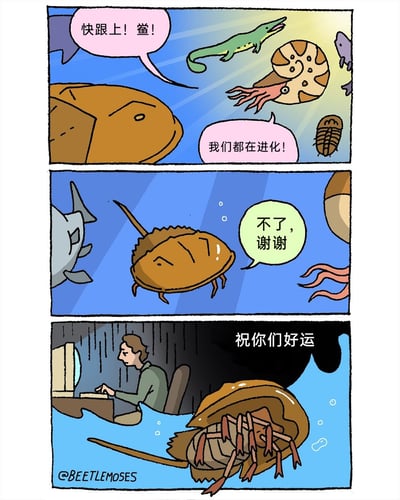 这是一则三格连环幽默漫画，以鲎作为几亿年形态几乎未变的活化石这一生物冷知识为核心梗展开创作。第一格描绘远古海洋场景，早期爬行动物、菊石、早期鱼类等远古海洋生物群体急切地邀请鲎一同“进化”；第二格中，鲎平静地拒绝了邀请；第三格画面跳转至现代雨夜，一名职场人的办公室被水淹没，他仍疲惫地对着电脑工作，而拒绝进化的鲎在水中对他说出“祝你们好运”。漫画通过跨时空的对比，暗讽现代职场中人类的“内卷式进化”反而陷入生存困境，而鲎选择保持自身形态的“躺平”反而躲过了这类压力，将生物常识与职场现状结合，充满黑色幽默与讽刺意味。