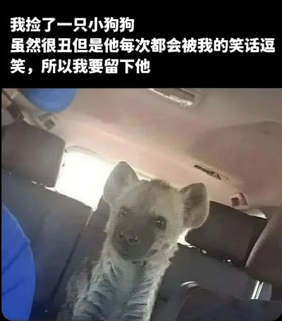 图片上方有白色文字：“我捡了一只小狗狗 虽然很丑但是他每次都会被我的笑话逗笑，所以我要留下他”。下方是一张照片，内容为一只形似鬣狗幼崽的小动物坐在汽车后座上，抬头看向镜头，表情呆萌有趣。整体通过“丑”的描述与动物可爱模样的反差制造幽默效果，传递出轻松温馨的氛围。