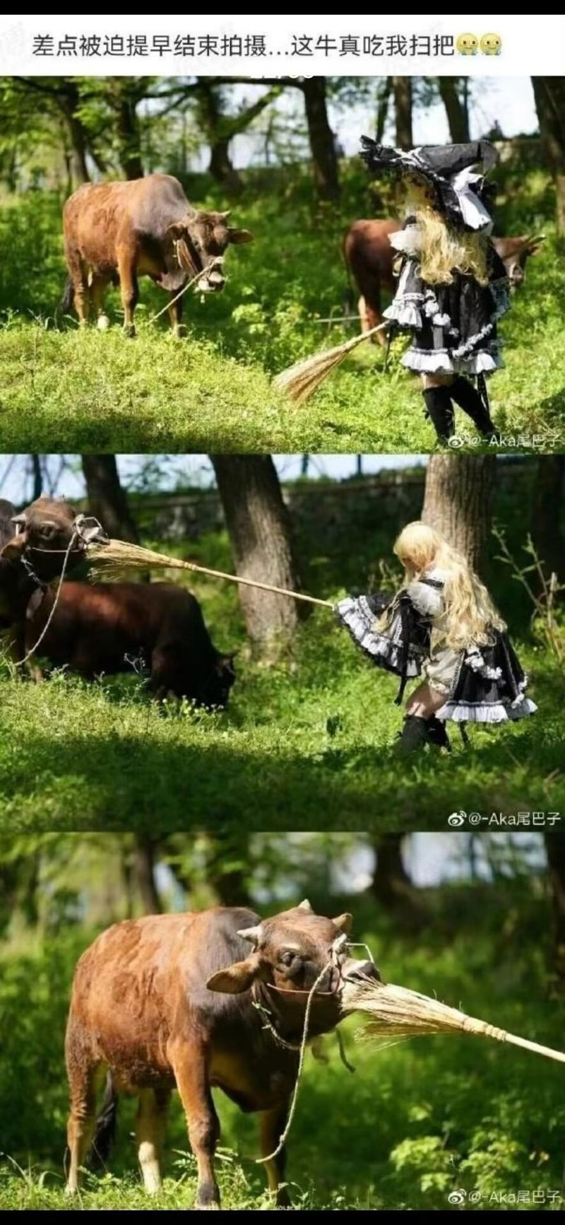 黄牛