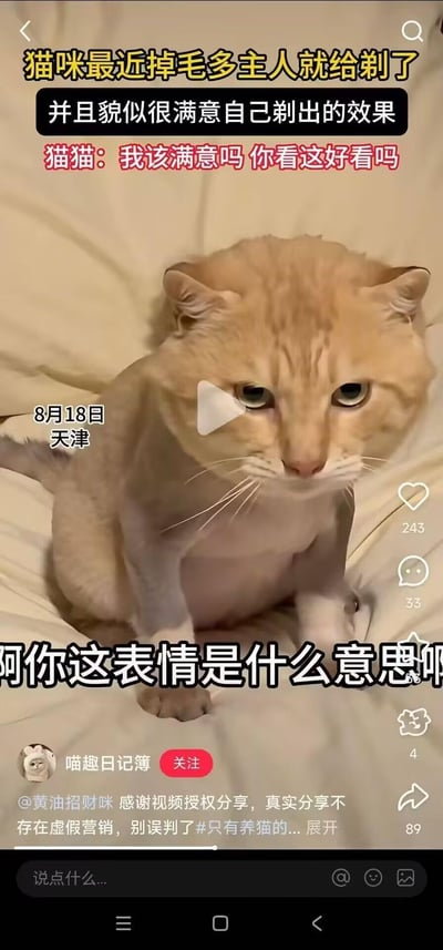 8月18日天津的一只橘猫，因为掉毛多被主人剃了毛，身体部分毛发被剃得干干净净，仅保留头部毛发，猫咪坐在床上，露出委屈、生无可恋的低落表情。配文调侃主人对自己的剃毛效果很满意，但猫咪仿佛在灵魂质问“我该满意吗 你看这好看吗”，主人还疑惑地问猫咪“啊你这表情是什么意思啊”，画面充满搞笑又让人心疼的反差感，无谐音梗或双关内容。