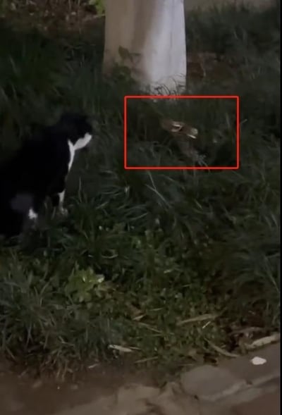 这是一张夜晚户外的实拍照片，画面左侧是一只黑白相间的奶牛猫，正蹲在茂密的草地上，目光警惕地聚焦在画面右侧红框标注的、隐匿于草丛中的蛇身上，两者形成对峙态势，氛围略显紧张，看起来像是猫咪发现了潜在的猎物或是感受到了威胁，记录了真实的野外动物互动场景。图中没有双关、谐音梗或暗示类内容。