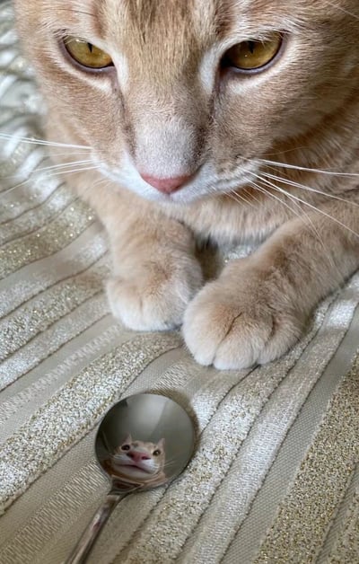 一只橘猫正趴在闪亮的条纹布料上，近距离注视着前方。它的黄色眼睛瞪得很大，表情严肃认真，两只前爪向前伸出。在猫咪面前放着一个勺子，勺子的反光面正好映照出猫咪扭曲变形的脸部特写，形成了有趣的对比效果。猫咪似乎在困惑地观察自己在勺子中的滑稽倒影。