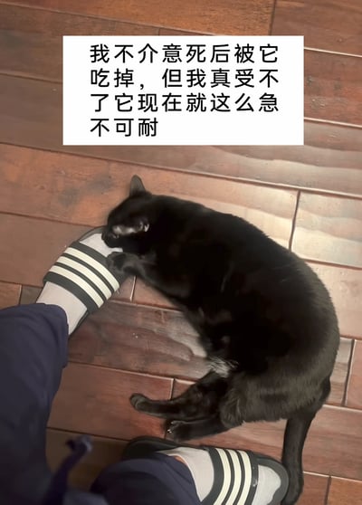 这是一张带有吐槽文字的实拍宠物图，画面背景是木质地板，一只纯黑色猫咪趴在地板上，双爪紧紧抱着主人的带有白色条纹的拖鞋，将脸部凑近拖鞋，呈现出嗅闻甚至啃咬的姿态。画面上方配有白色背景的黑色吐槽文字：“我不介意死后被它吃掉，但我真受不了它现在就这么急不可耐”，以夸张戏谑的语气，把猫咪对拖鞋的喜爱调侃成“迫不及待要吃掉主人”，制造出荒诞又搞笑的效果，精准戳中养宠人对宠物奇怪喜好的共鸣点。