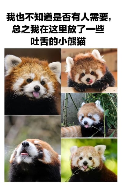图片顶部配有文字“我也不知道是否有人需要，总之我在这里放了一些吐舌的小熊猫”，下方是多张真实拍摄的小熊猫吐舌头的萌照合集。小熊猫们毛色棕红，眼神无辜，吐舌的表情十分可爱，整体风格轻松治愈，适合作为萌宠内容分享。