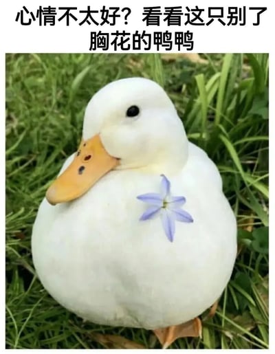 图片上方有黑色文字“心情不太好? 看看这只别了胸花的鸭鸭”，下方是一只白色的鸭子，胸前别着一朵蓝色的小花，背景是绿色的草地。整体画面温馨治愈，通过可爱的鸭子形象和鼓励性文字，旨在缓解观者的负面情绪。