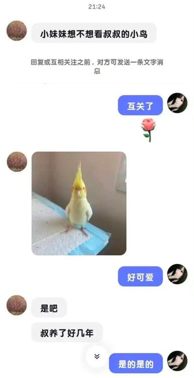 这是一张社交媒体聊天记录截图，展示了一个因歧义引发的幽默误会。一位用户发送消息"小妹妹想不想看叔叔的小鸟"，对方同意互关后，发送了一张可爱的玄凤鹦鹉照片，揭示了"小鸟"实际上指的是宠物鸟而非不当暗示。对话中包含"互关了"、"好可爱"等回复，整体氛围轻松搞笑。