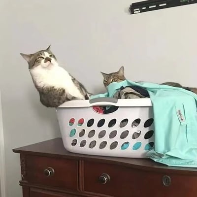 两只猫咪与洗衣篮的趣味互动场景：一只灰白相间的猫咪正坐在白色镂空洗衣篮边缘，身体微微后仰，耳朵竖起，眼神向上看，表情带着一丝傲娇与好奇；另一只虎斑猫则躲在篮内的衣物中，只露出小脑袋和一双警惕的眼睛，暗中观察周围动静。洗衣篮放置在木质梳妆台上，篮内有几件叠放的衣物，一件浅蓝色衣物搭在篮边。背景是简洁的浅灰色墙壁，整体画面温馨又充满生活气息，展现了宠物猫咪的可爱日常。