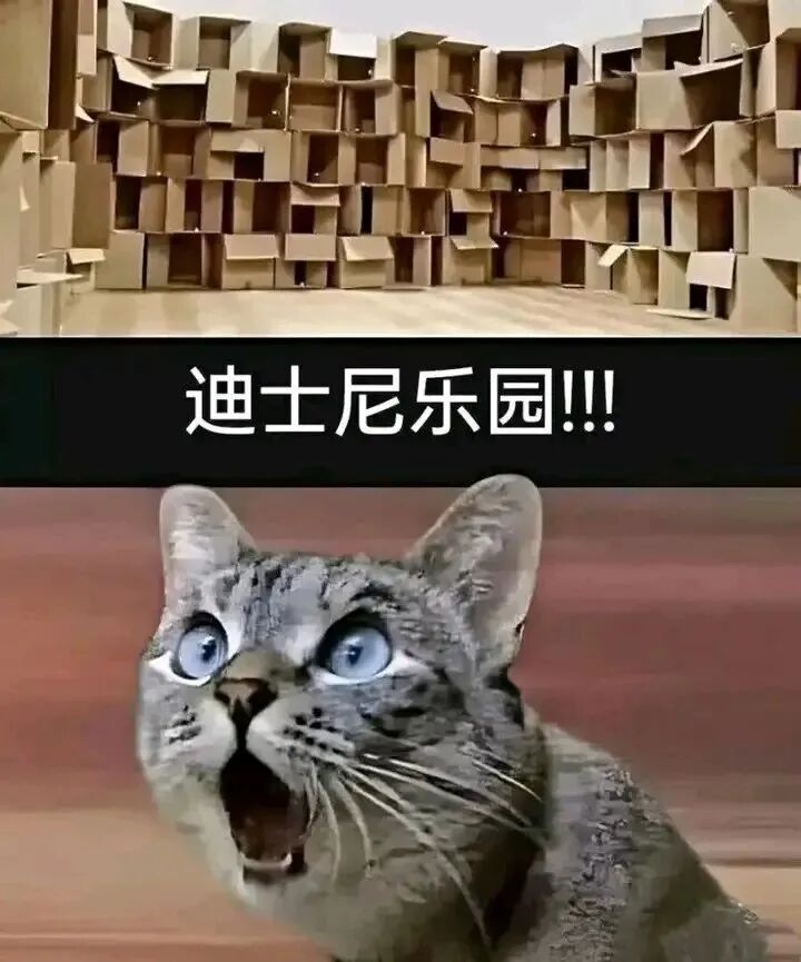 惊讶猫