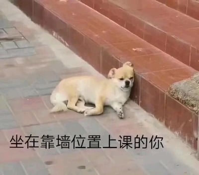 这是一张文字加注的实拍静态图，画面主体是一只浅黄与白色相间的小狗，它侧趴在人行道的地砖上，将脑袋倚靠在旁边的红棕色台阶墙面，眼皮半耷拉着，一脸昏昏欲睡、没精神的模样。图片下方配有文字“坐在靠墙位置上课的你”，用小狗慵懒犯困的状态，生动形象地比喻学生坐在靠墙位置上课时，不想听课、犯困想偷懒的状态，精准戳中了不少学生的上课经历，充满趣味和共鸣感。
