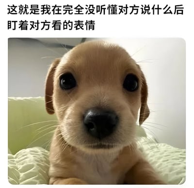 一张小狗表情包，图片上方有文字说明：'这就是我在完全没听懂对方说什么后盯着对方看的表情'。图片主体是一只棕色小狗的特写，它有着大大的黑眼睛，正直勾勾地盯着前方，表情看起来有些困惑和无辜。小狗坐在浅绿色的织物上，背景简单干净。这张图片通过可爱的小狗表情生动地表现了人们在听不懂对方讲话时的反应。