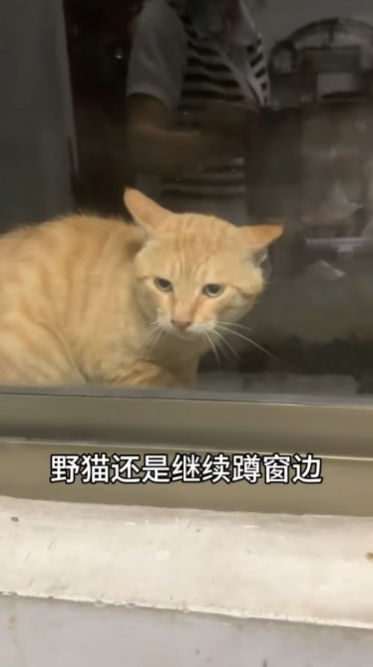 这张图片展示了一只橘色圆头猫咪（网络俗称“耄耋”或“猫爹”），正趴在窗边、面露不悦，耳朵呈飞机耳造型，显得十分生气或戒备。画面下方配有说明性文字“野猫还是继续蹲窗边”，以旁观者口吻叙述场景。猫咪的表情和耳朵动作，是“耄耋”梗图的标准元素。此图以橘猫暴躁、圆头飞机耳为典型视觉符号，成为耄耋网络梗的一部分。
值得注意的是，“耄耋”为“猫爹”的谐音，暗含双关和幽默感，既指猫的年龄，也指其“家长式”管理的神情。
