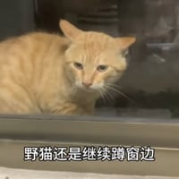 耄耋