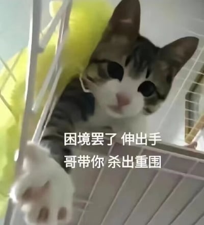 图片中一只灰白相间的猫咪被关在笼子里，它正从笼栏间伸出一只爪子，眼神平静却带着一丝坚定。图片下方叠加了文字：“困境罢了 伸出手 哥带你 杀出重围”。猫咪被困笼中的场景与文字中自信满满的“哥带你杀出重围”形成反差萌，既有宠物的可爱，又传递出鼓励人积极面对困境的幽默励志氛围。