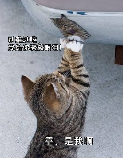 这是一张充满趣味的静态萌宠图，画面主体是一只狸花猫，它正抬起两只前爪，触碰汽车底部的光滑反光表面，将自己在车底的倒影误认成另一只正在难过的猫咪，配文“别难过啦，我给你擦擦眼泪！”展现出它的“暖心”安慰姿态；当它反应过来倒影其实是自己时，配文“靠，是我啊”又营造出乌龙反转的搞笑效果。整张图利用视觉错位的创意，结合拟人化的文字，把猫咪的天真可爱表现得淋漓尽致，既温馨治愈又让人忍俊不禁，常被用作安慰他人或自嘲的表情包。