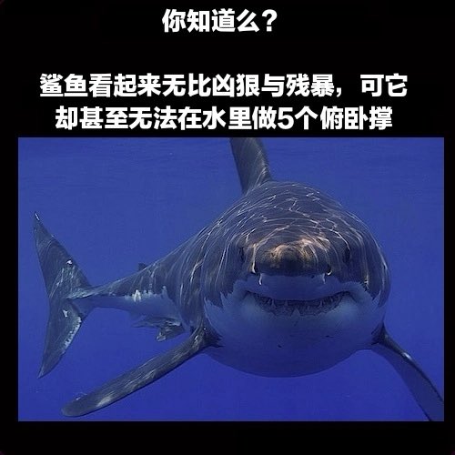 鲨鱼