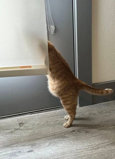 一只橘色虎斑猫后腿站立，前爪扒着白色卷帘窗帘，正努力偷看帘后的景象。猫咪的尾巴自然下垂，身体微微倾斜，展现出强烈的好奇心。背景是灰色的门和浅色墙壁，整体画面温馨又有趣。
