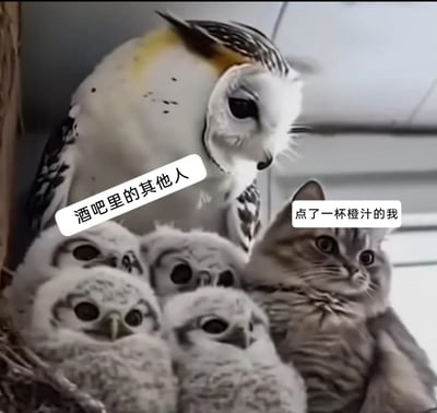 这是一张经过P图改编的搞笑社交梗图，画面以猫头鹰巢穴的实拍场景为基础，网友将一只猫咪的图像合成进巢穴，和几只小猫头鹰挤在一起。图中用白色标签标注：成年猫头鹰与小猫头鹰代表“酒吧里的其他人”，猫咪代表“点了一杯橙汁的我”。通过动物拟人化的方式，生动还原了在酒吧这类普遍饮酒的社交场合里，自己选择了非酒精饮品，与周围人格格不入、局促尴尬的社交处境，猫头鹰们看向猫咪的好奇审视眼神，进一步放大了这种另类感与尴尬氛围。