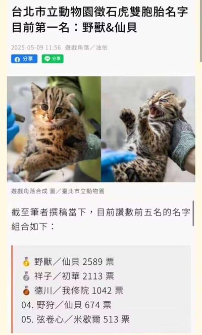 这是台北市立动物园为两只新生石虎双胞胎发起的征名投票结果截图，截至2025年5月9日，「野兽&仙貝」以2589票暂列第一名。配图是两只小石虎的左右对比图：左边的石虎乖巧好奇，安静看着镜头，完美贴合「仙貝」的软萌感；右边的石虎张牙舞爪、张嘴大叫，暴躁的样子和「野兽」的名字高度契合，反差感拉满。同时还列出了票数前五的名字组合，其中「德川／我修院」是动漫梗名字，充满网友的玩梗趣味。