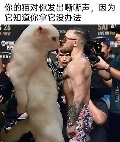 这是一张经过P图改编的搞笑宠物梗图，原型取自UFC知名格斗选手康纳·麦格雷戈的赛前对视经典场景。图中原本的对手被替换成了一只毛发蓬松的猫咪，猫咪与肌肉结实、神态严肃的康纳面对面对峙，形成强烈的视觉反差。图片上方配文“你的猫对你发出嘶嘶声，因为它知道你拿它没办法”，用专业格斗比赛的严肃对峙氛围，来调侃铲屎官在面对猫咪嚣张行为时的无力与无奈，精准戳中养猫人群的日常共鸣点，通过反差感放大了搞笑效果。