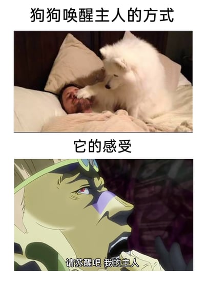 这是一张上下结构的对比类搞笑图，上图呈现了现实生活中一只白色萨摩耶犬用爪子扒拉主人脸部，试图唤醒沉睡主人的日常场景，配文标注“狗狗唤醒主人的方式”；下图则选用日本动漫《JOJO的奇妙冒险：石之海》中的经典场景，配文标注“它的感受”，并附上台词“请苏醒吧 我的主人”，将狗狗唤醒主人的普通日常行为，用严肃庄重的动漫语境来拟人化表现其内心戏，通过日常温馨场景与动漫严肃场景的强烈反差，制造出幽默搞笑的效果，凸显宠物唤主时的认真感。