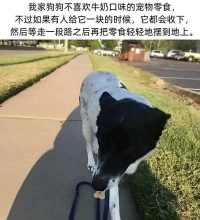 图片上方有一段文字描述："我家狗狗不喜欢牛奶口味的宠物零食，不过如果有人给它一块的时候，它都会收下，然后等走一段路之后再把零食轻轻地摆到地上。" 图片主体是一只黑白相间的狗正在人行道边缘将零食轻轻放在地上的场景，展现了狗狗既礼貌接受零食又巧妙处理不喜欢食物的可爱行为。