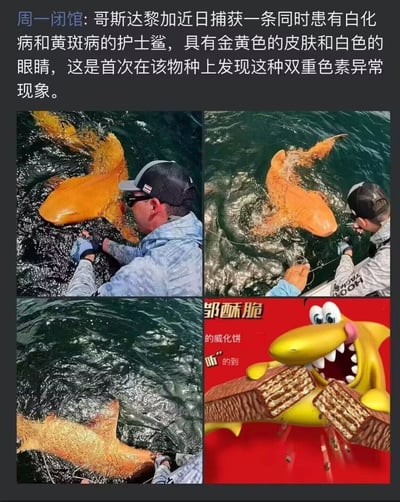 图片上方为新闻文字：哥斯达黎加捕获同时患有白化病和黄斑病的护士鲨，皮肤金黄、眼睛白色，系该物种首次发现双重色素异常。下方由四张图片组成：前三张为真人在海水中处理这条金黄色护士鲨的场景，第四张为卡通形象的黄色鲨鱼（邹酥脆威化饼 mascot）手持威化饼，配文'邹酥脆 的威化饼 '听'的到'，通过真实生物与零食卡通的相似外观制造幽默对比效果。