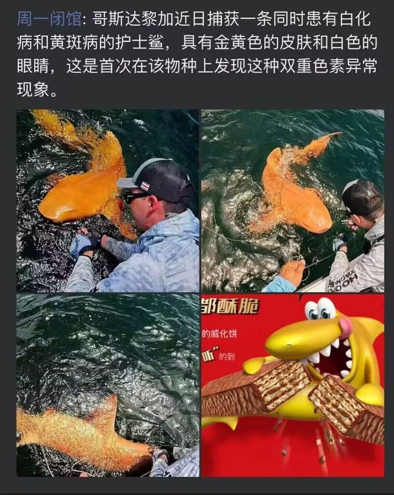邹酥脆零食广告