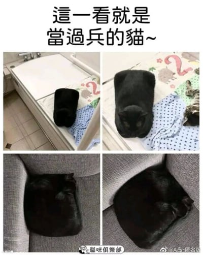 这是一组由四张静态图片拼接而成的搞笑萌宠内容，顶部配文“這一看就是當過兵的貓~”。左上角的图片里，一只黑猫直立趴在婴儿床的边缘，身体绷直如同军人站军姿；右上角的图片中，这只黑猫在婴儿床上将自己趴成一个规整的长方形，旁边还有一只侧躺睡觉的虎斑猫；左下角和右下角的图片显示，黑猫在沙发的角落，把自己的身体团成和沙发角落完全贴合的形状。整体用“当过兵”的拟人化梗，调侃黑猫的睡姿格外规整，会严格贴合所处的空间形状，画面有趣又可爱，展现了猫咪的奇特睡姿。