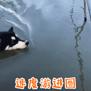 狗子游泳速度冲刺，目标：游进圈！